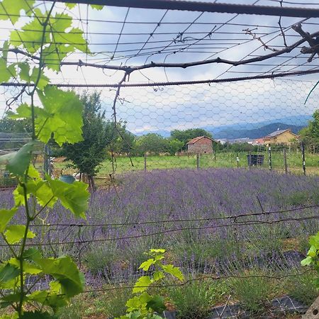 Salvia E Rosmarino - Affittacamere In Liguria Villanova d'Albenga Zewnętrze zdjęcie