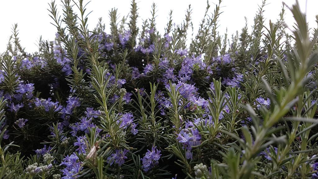 Salvia E Rosmarino - Affittacamere In Liguria Villanova d'Albenga Zewnętrze zdjęcie