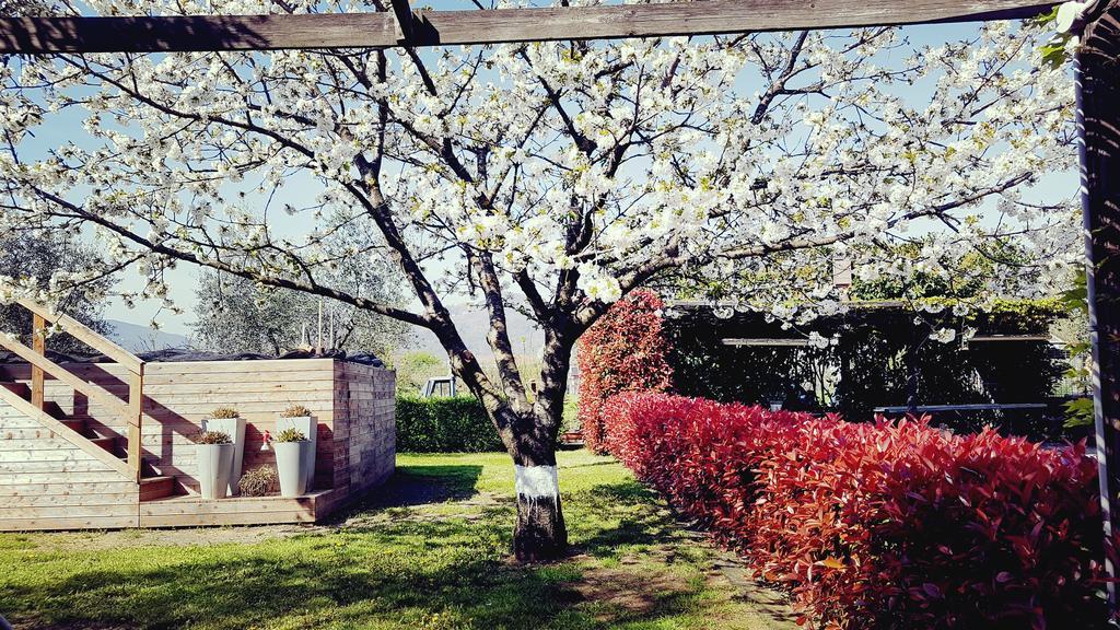 Salvia E Rosmarino - Affittacamere In Liguria Villanova d'Albenga Zewnętrze zdjęcie